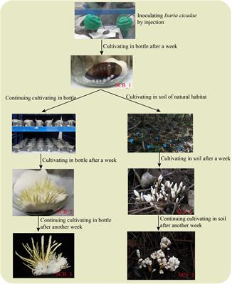 Different Cultivation Environments Affect the Yield, Bacterial Community and Metabolites of Cordyceps cicadae